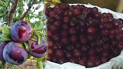 La ciruela La ciruela