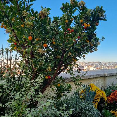 Meterse en un jardín | Factores geográficos y climatológicos que determinan la diferencia de cultivos en España Meterse en un jardín | Factores geográficos y climatológicos que determinan la diferencia de cultivos en España