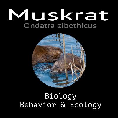 Muskrat - Biology, Behavior and Ecology