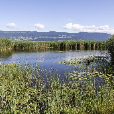 Biodiversità urbana