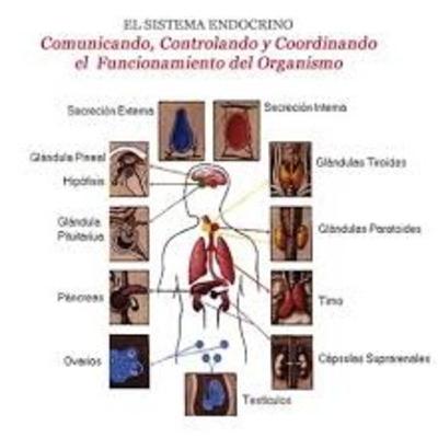 Sistema Endocrino