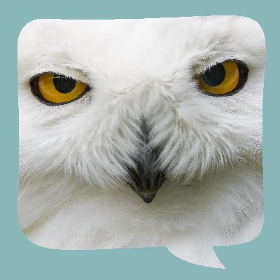 Die weiße Eule | nach Agnes Freifrau von Verschuer | erzählt von Alexandra Kampmeier Die weiße Eule | nach Agnes Freifrau von Verschuer | erzählt von Alexandra Kampmeier