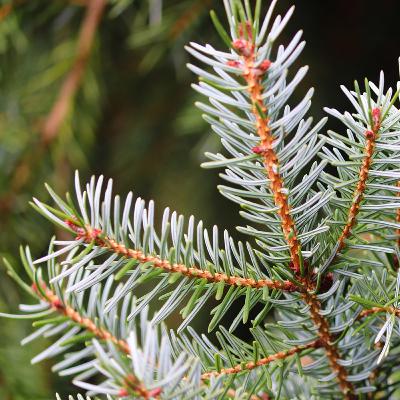 【10】モミ　ークリスマスツリーはなんでモミ？アフタークリスマスのお楽しみー