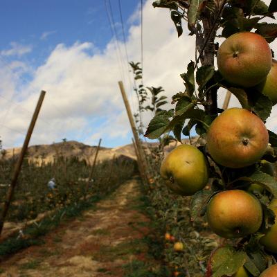 Was Johnny Appleseed a Real Person? The Man Behind the Myth Was Johnny Appleseed a Real Person? The Man Behind the Myth
