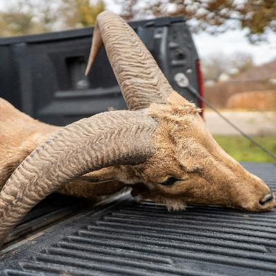 51. A Successful Aoudad Hunt with the 25-7 PRC 51. A Successful Aoudad Hunt with the 25-7 PRC