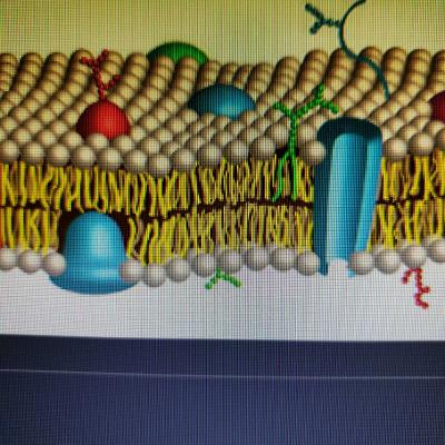Membrana plasmática Membrana plasmática