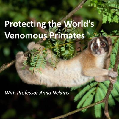 Loris Evolution, Venom, and Conservation – Anna Nekaris