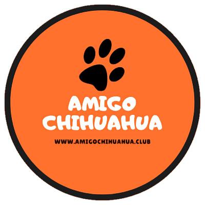 El motivo de esterilizar a tu perro chihuahua
