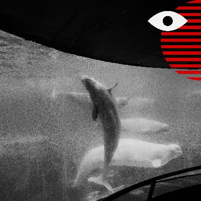Will Marineland actually euthanize 30 beluga whales?