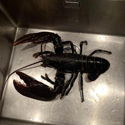 Goilarn & Folin Säsong 2 avsnitt 7 Goilarn & Folin Säsong 2 avsnitt 7