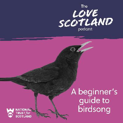 A beginner's guide to birdsong A beginner's guide to birdsong