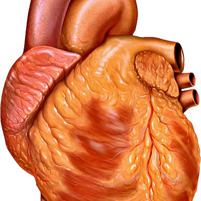 RAW Top 10 Facts about the heart