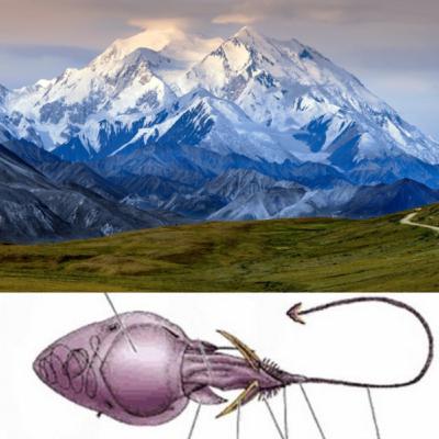 How to treat HIGH ALTITUDE PULMONARY EDEMA and Jellyfish Stings