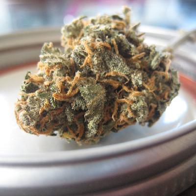 Best Quality D8 Hemp Flower - Dr. Strains CBD Best Quality D8 Hemp Flower - Dr. Strains CBD