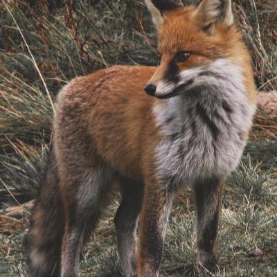 Ep. 21 - Räven i Hönsgården