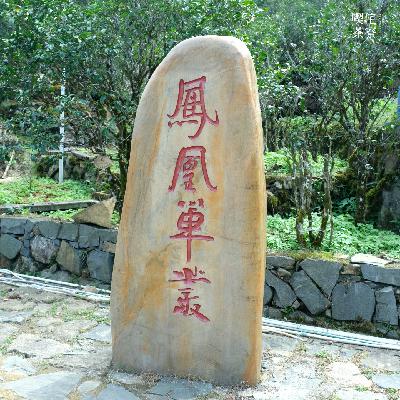 Vol.007 “茶中香水”凤凰单丛，凭什么让人着迷？