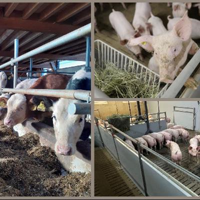 Folge 158: Tierhaltung im Wandel: Zwischen guten Preisen und großer Unsicherheit Folge 158: Tierhaltung im Wandel: Zwischen guten Preisen und großer Unsicherheit