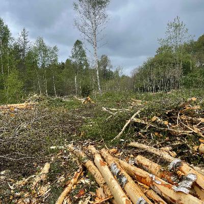 Avsnitt 59 - Hur stort hygge vill du ha?