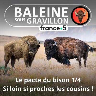 S07E32 Le Pacte du bison 1/4 : Européen et américain, deux proches cousins (Marc Mortelmans) S07E32 Le Pacte du bison 1/4 : Européen et américain, deux proches cousins (Marc Mortelmans)