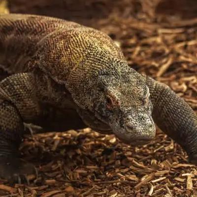 18. Komodo Dragon (The Bite Designed to Make You Bleed Out) 18. Komodo Dragon (The Bite Designed to Make You Bleed Out)