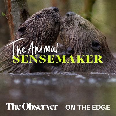 Beavers: waffle tails and river lodges