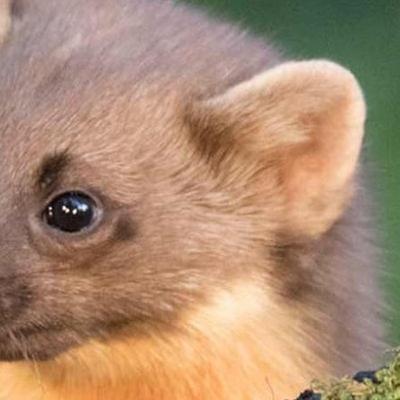 Keeping Track Of Ireland’s Squirrels And Pine Martens... And You Can Help!
