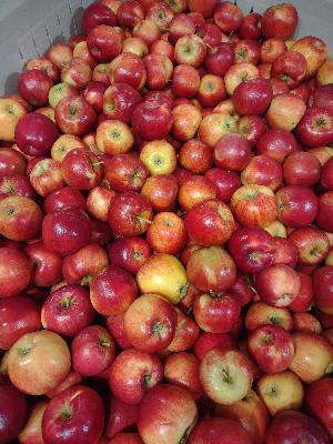 Episode 54 - How are New Apple Varieties Made?