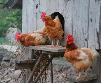 "Hay que mantener la calma con gallinas y aves en casa"