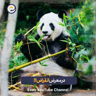 حقایق باورنکردنی که جلوی انقراض پانداها رو میگیره!