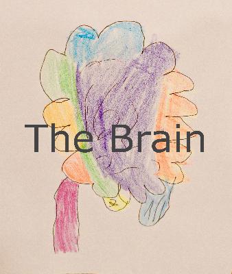 The Brain