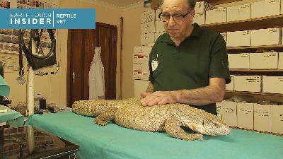 Surgery on obese monitor lizard uncovers cancerous tumour