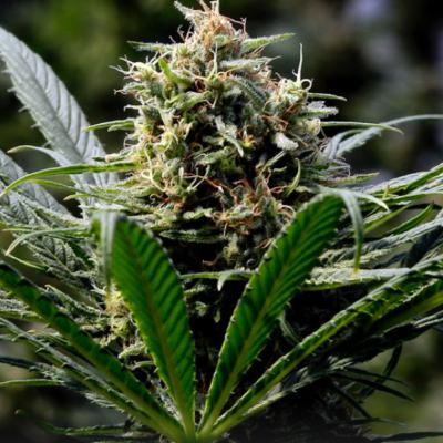 Ep 17: A Food Scientist on Weed or Cannabis Manufacturing 101