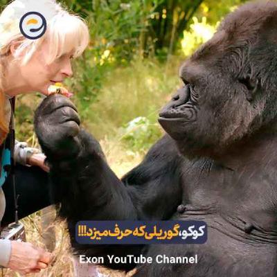 کوکو؛ گوریلی که با انسانها حرف میزد و عاشق بچه گربه ها بود کوکو؛ گوریلی که با انسانها حرف میزد و عاشق بچه گربه ها بود