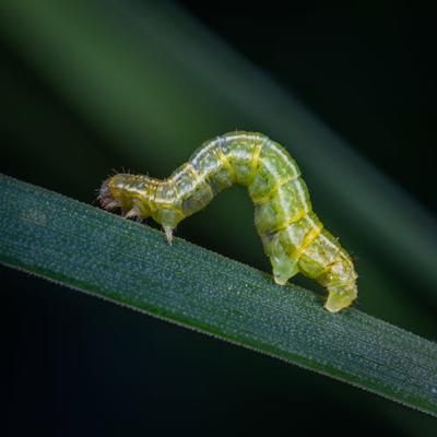 Ecosystemics, sauced