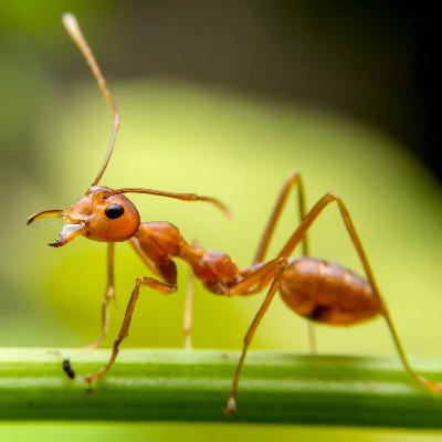 EP 244 - The Ant Philosophy