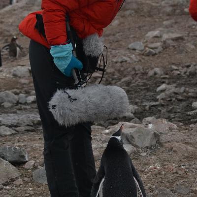 Gentoo for Thank You Gentoo for Thank You