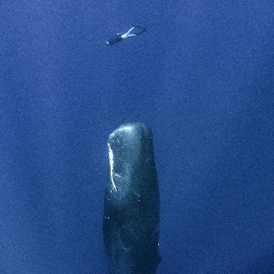 The Ethics of Listening to Whales – A Conversation with James Bridle, Rebecca Giggs, César Rodríguez-Garavito, and Emmanuel Vaughan-Lee
