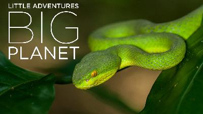 Beneath the Canopy: The Forests of Thailand