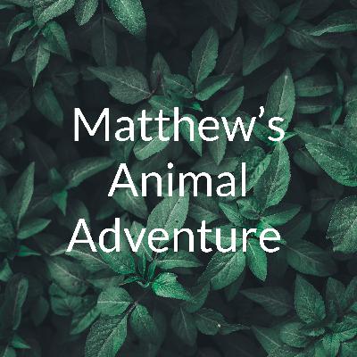 All About Salamanders and Geckos!