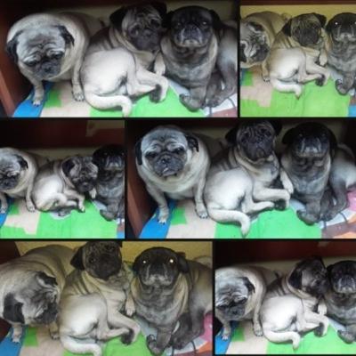 Los perros y sus razas