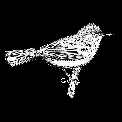 The Reed Warbler