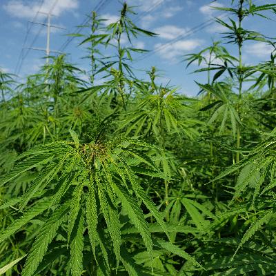 Episode 11: Industrial Hemp in Nebraska with Dakota Dzerk Episode 11: Industrial Hemp in Nebraska with Dakota Dzerk