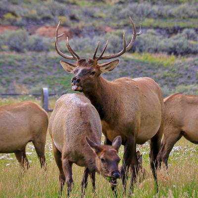 This Week in Yellowstone: September 11th to September 17th, 2025