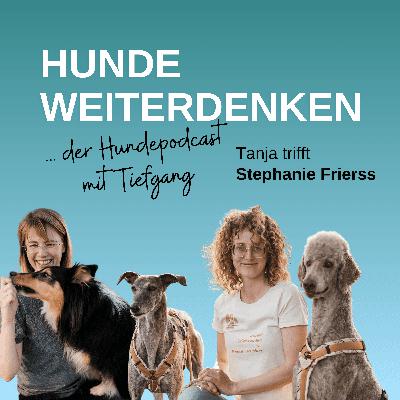 Spanische Jagdhunde im Tierschutz: Ein Leben nach der Hetzjagd - Mit Stephanie Frierss Spanische Jagdhunde im Tierschutz: Ein Leben nach der Hetzjagd - Mit Stephanie Frierss