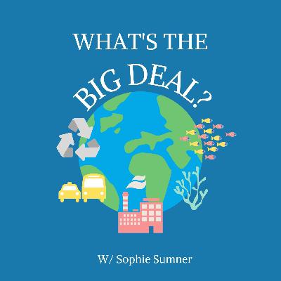 Under the Surface: A Deep Dive Into Our Ocean's Ecosystem