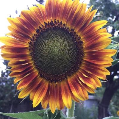 Capsula Hacia el Sol Permacultura