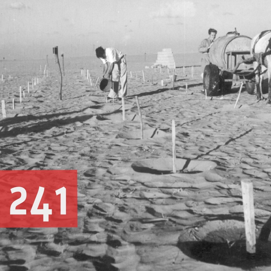 📢פרק 241📢 episode artwork