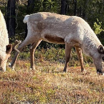 Renens år och landskap, fjällens fåglar och en skrattande groda