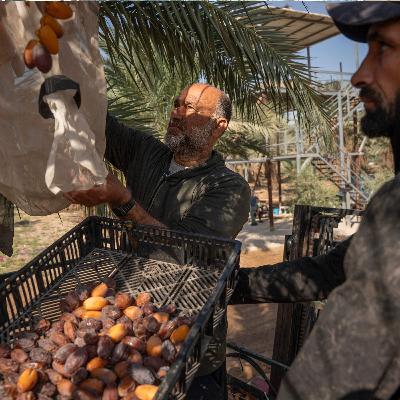 An Annual Ritual in the West Bank Now Under Threat An Annual Ritual in the West Bank Now Under Threat