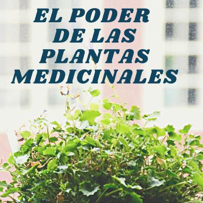 El poder de las plantas medicinales🌿🌱